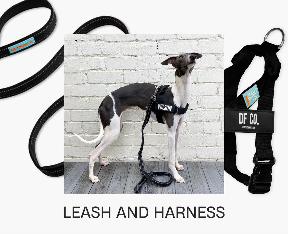 Dog Harness vs Leash What's Best For Your Dog? Dog Friendly Co.