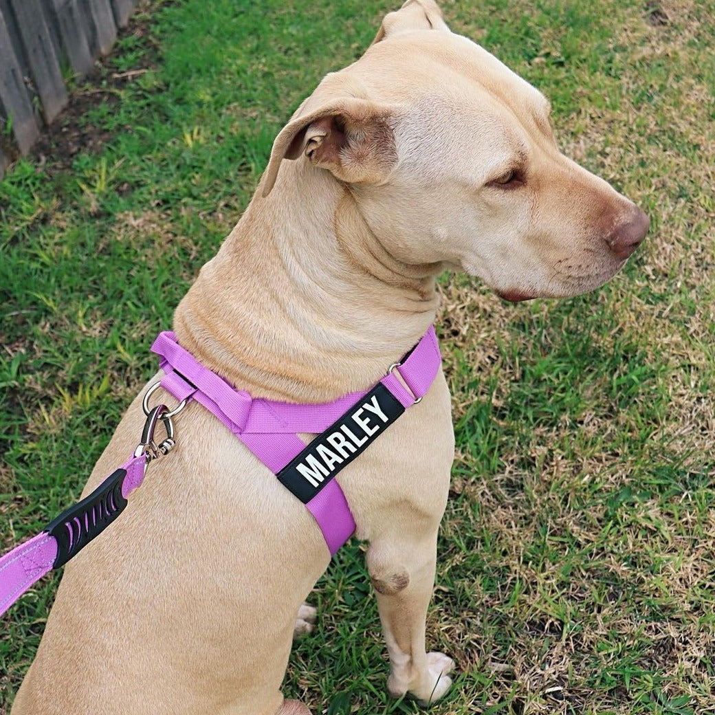 Dog Harness