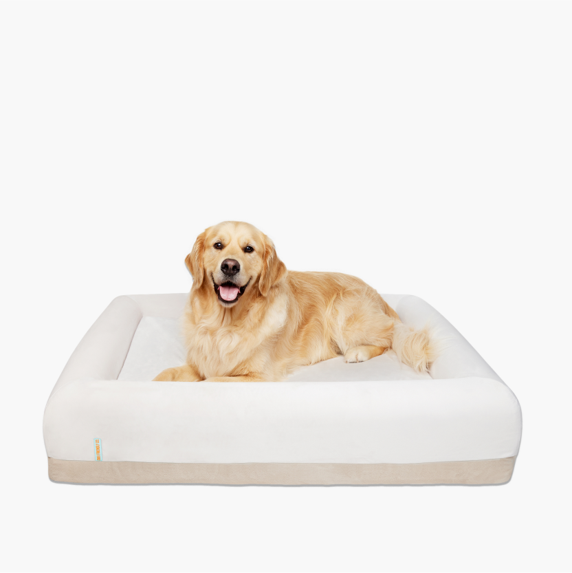 Orthopedic Memory Foam Dog Bed Beige Small Dog Friendly Co